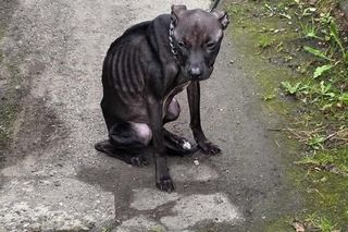 Przywiązała psa do płotu i zostawiła. Suczka umierała w męczarniach. Szokujące tłumaczenie właścicielki