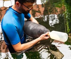 W ZOO Wrocław urodził się mały manat karaibski! To zwierzę to prawdziwy unikat