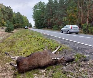 Na drodze słynnej z wypadków z udziałem łosi będzie nowy odcinkowy pomiar prędkości