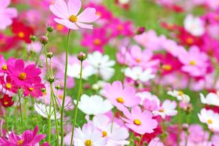 Kosmos kwiaty