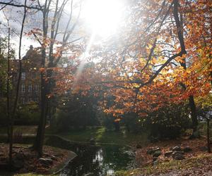 Park Wilsona jesienią