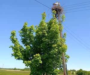 Ratował boćka na słupie, spadł z drabiny