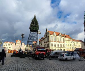 Na Rynku we Wrocławiu stawiają 24-metrową choinkę. Będzie inna od poprzedniej 