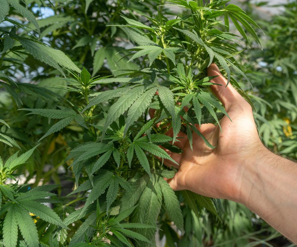 Marihuana zwiększa ryzyko schizofrenii? Najbardziej narażeni są mężczyźni 