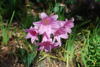 Amarylis - Amaryllis belladonna