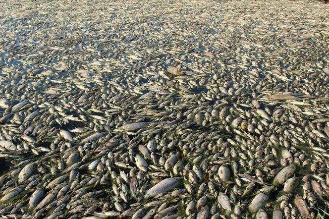 Ekologiczny ARMAGEDON w Rębowie! Kilkadziesiąt TYSIĘCY ryb zgnięło w cierpieniach!