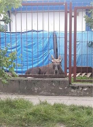 Łoś na ulicach Płocka! Na miejscu lekarz weterynarii [ZDJĘCIA, AKTUALIZACJA]