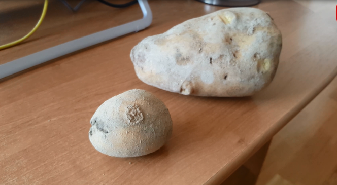 Ziemniak gigant z Małopolski