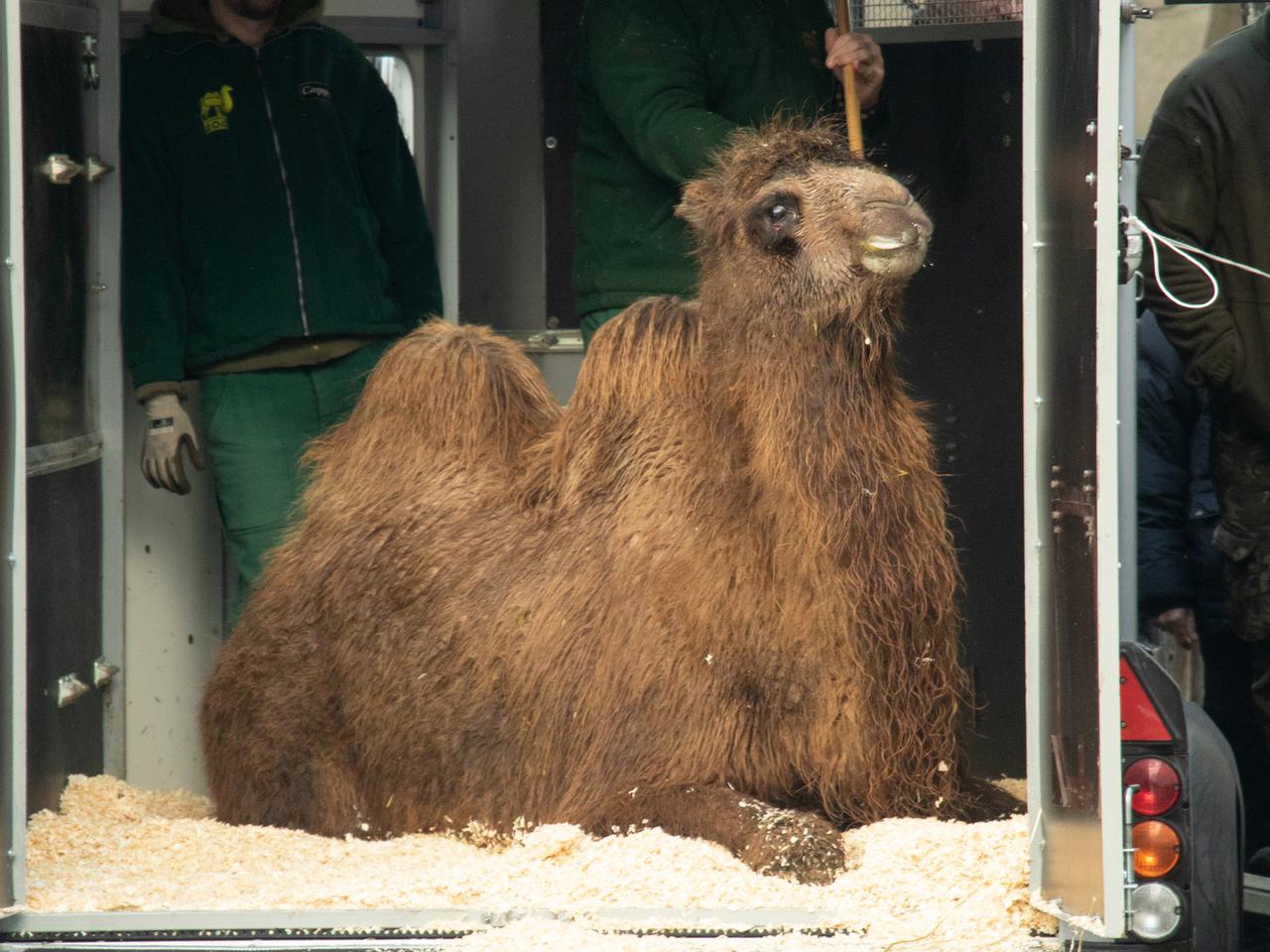 Śląskie ZOO ma nową mieszkankę. To wielbłądzica Molly