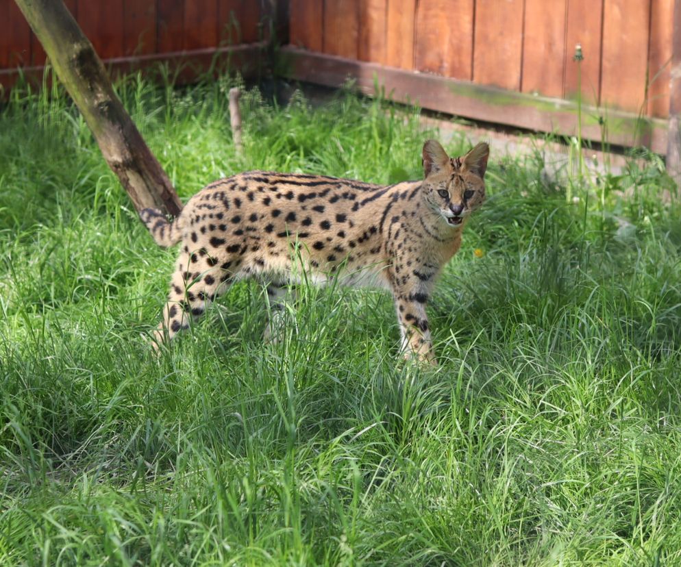 Pomysł na wycieczkę niedaleko Lublina? Zoo w Wojciechowie to idealny kierunek!