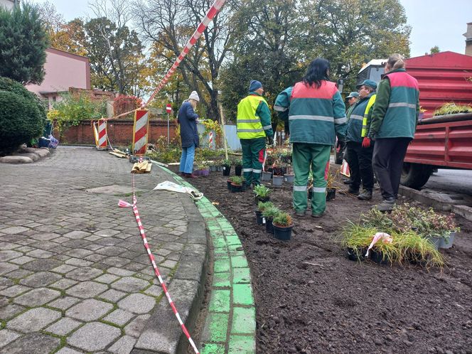 Zamiast asfaltu klomby z roślinami. Zmiany na Tylnej i Wałowej w Lesznie