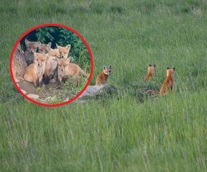 Te futrzaki to niezwykle rzadki widok! Małopolscy leśnicy pokazali niezwykłe nagranie