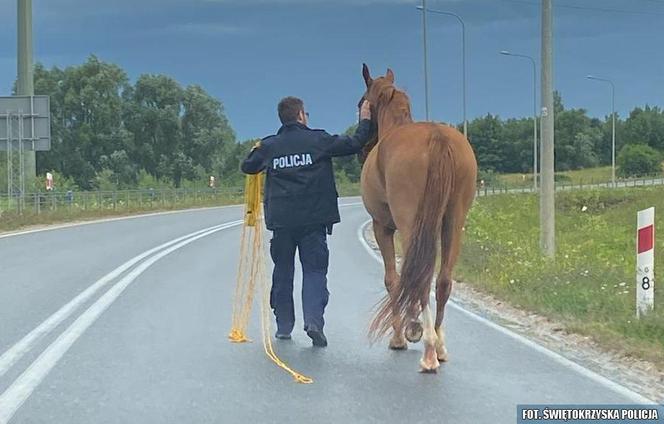 Policjanci zaopiekowali się koniem