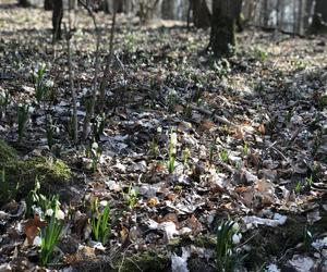 Śnieżycowy Jar - wyjątkowy rezerwat na terenie poligonu