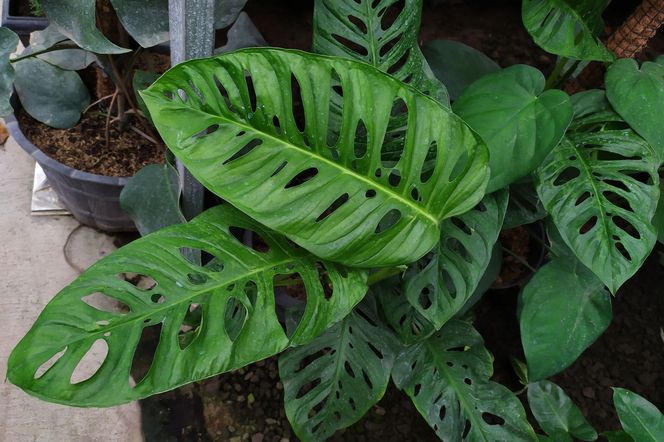 Monstera adansonii