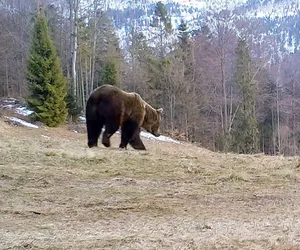 Niedźwiedzie obudziły się w Beskidach. Ten filmik robi wrażenie