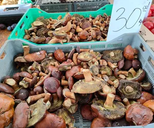 Ceny grzybów w Łodzi. Ile kosztuje kilogram grzybów na łódzkich targowiskach? 