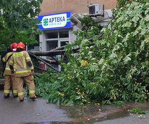 Powalone drzewo po burzy