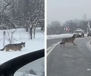 Nagranie watahy wilków w Lesku. Dzikie zwierzę przebiegło przez drogę [WIDEO]