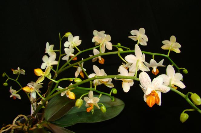 Phalaenopsis: najpopularniejszy storczyk