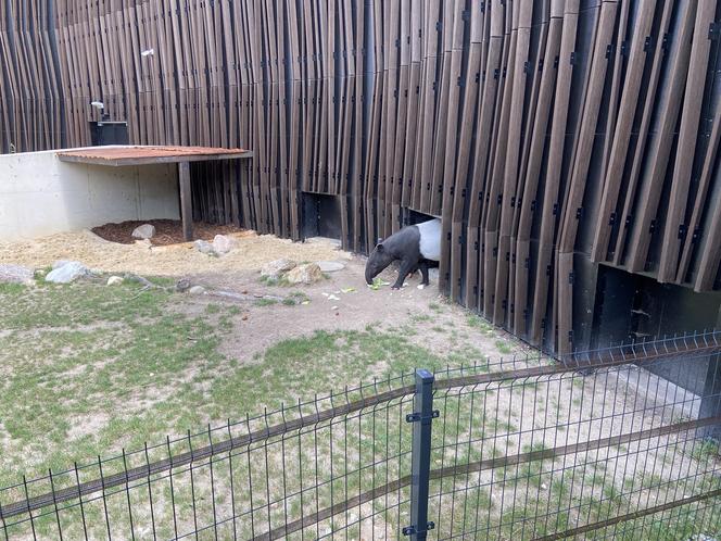 Tapir Willy nowym mieszkańcem Orientarium w Łodzi