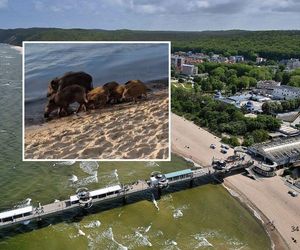 Niezwykłe spotkanie w Międzyzdrojach. Na plaży pojawiły się dziki