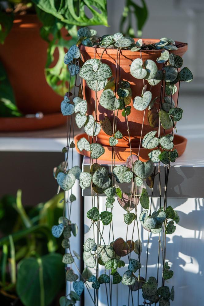 Ceropegia Wooda