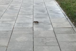 Szczury w Warszawie. Plaga gryzoni na Rondzie Wiatraczna