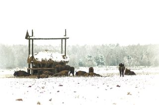 Puszcza Białowieska