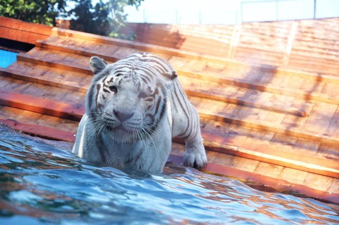 Zoo Borysew może się pochwalić jedynym takim obiektem w Europie. To basen dla białych tygrysów [ZDJĘCIA]. 