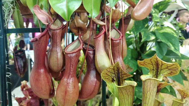 Krwiożercze rośliny opanowały katowicki Spodek! Trwa Festiwal Roślin Owadożernych [ZDJĘCIA, AUDIO]