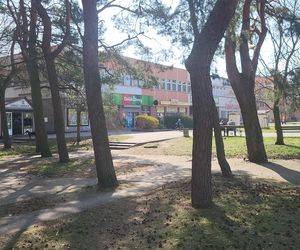 Historia wśród drzew! Tak żyje się na osiedlu Leśnym w Bydgoszczy