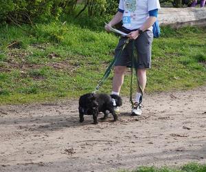 Dogtrekking w Poznaniu