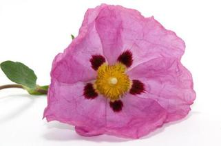 Specjaliści badają czy działa na koronawirusa