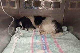 Pekinek umierał na poboczu, w brzuchu miał śrubę. Potrzebna jest pomoc