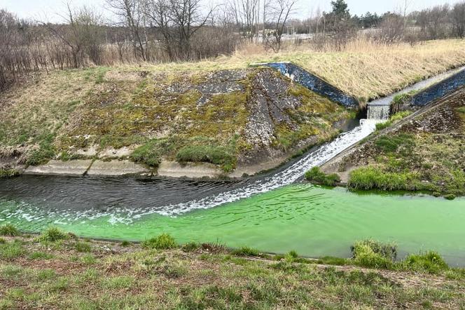 Rzeka Mleczna w Katowicach zmieniła kolor na jaskrawozielony