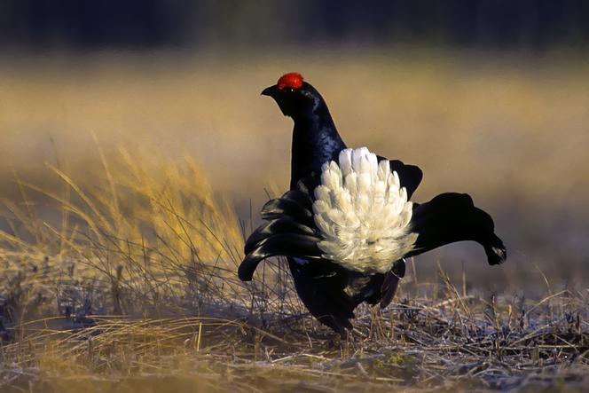Tatry: Szlak na Morskie Oko zamknięty dłużej przez... Cietrzewie
