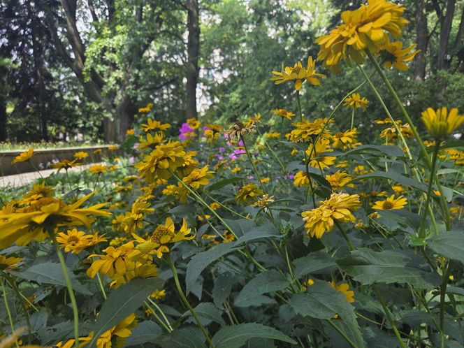 Letni spacer w zielonym sercu Bydgoszczy. Ogród Botaniczny UKW zaprasza!
