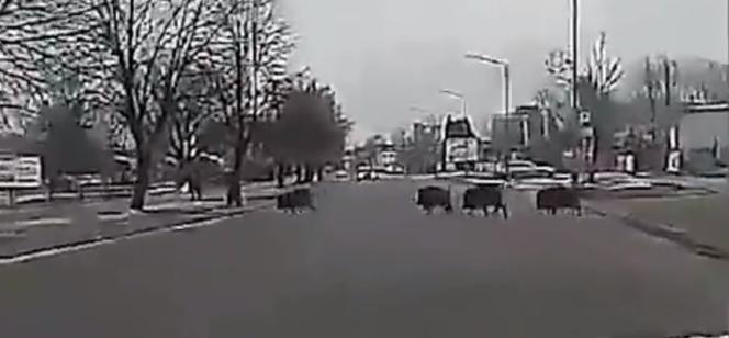 Dziki zaatakowały mężczyznę w centrum miasta. Musiał uciekać przed rozjuszonym stadem [ZDJĘCIA, WIDEO]