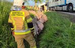 170 świń na drodze. To efekt wypadku drogowego pod Bytowem [ZDJĘCIA]