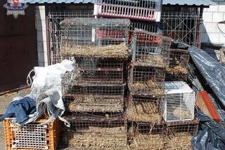 Zwierzęta mieszkały w strasznych warunkach! 20 psów i bydło zostały zabrane od właściciela!
