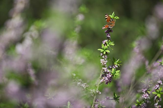 Lublin: Ogród Botaniczny UMCS po zimowej przerwie. Godziny otwarcia i ceny biletów