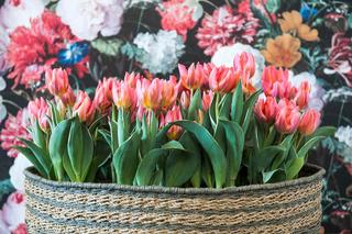 Tulipany w doniczkach - jak i kiedy sadzić, jak pielęgnować? Które tulipany nadają się do uprawy w doniczce?