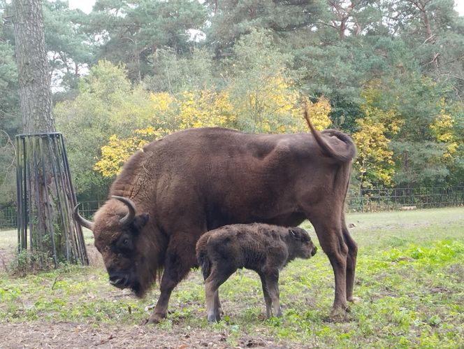 Młodą żubrzyczką w bydgoskim zoo opiekują się babcia i mama. "Ona jest od chmur zawracania!"