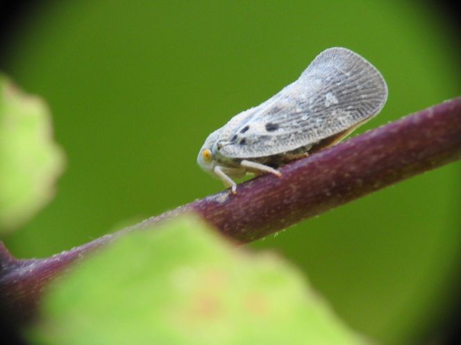 Biały skoczek