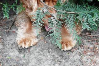 Pomóż Maksiowi odzyskać wzrok