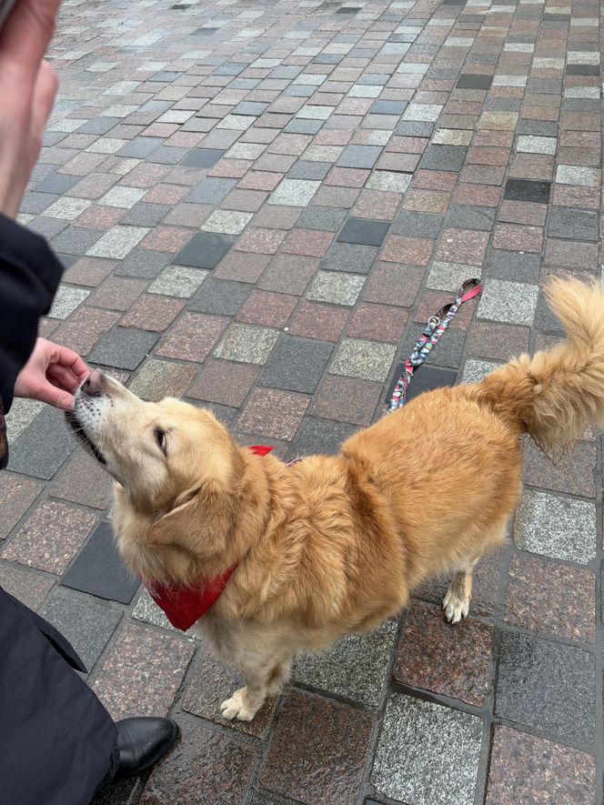 Golden Retriever WOŚP w Poznaniu