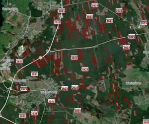 Wycinka lasów w Szczecinie i regionie 