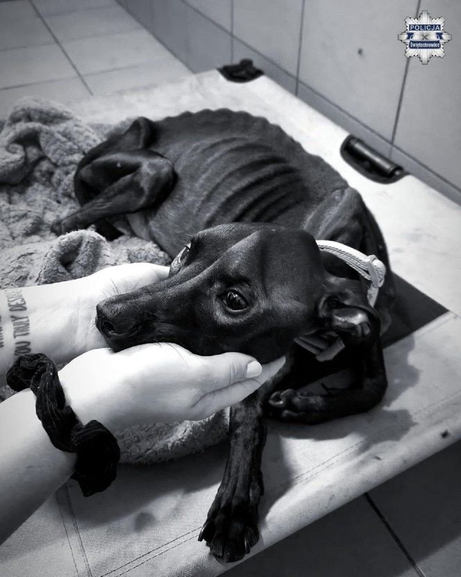 Pies przywiązany do płotu konał przez kilka dni. Została tylko skóra i kości