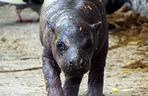 Hipopotam karłowaty z wrocławskiego zoo